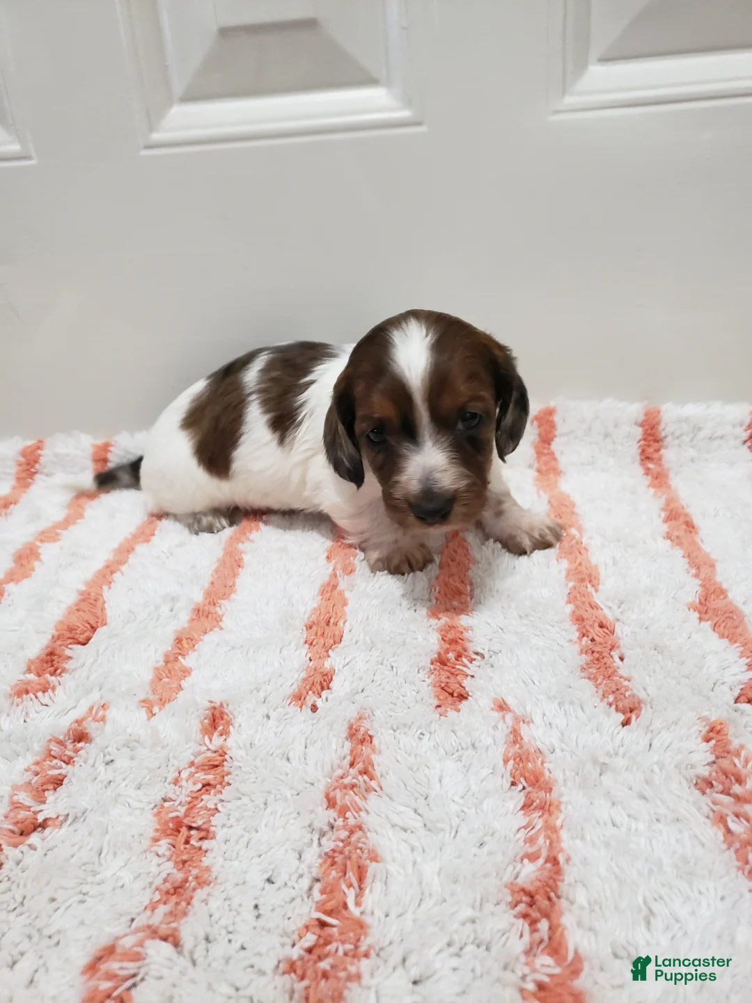 Miniature Dachshund dogs for sale: Rob - Ad 6