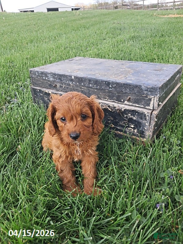 Cavapoo dogs Kalie - Ad 1