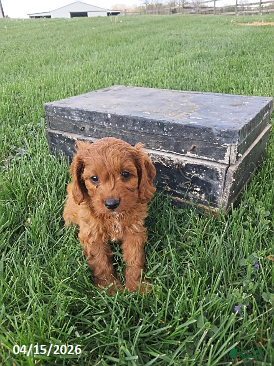 Cavapoo dogs for sale: Kalie - Ad 1