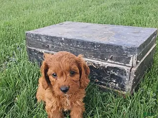 Cavapoo dogs for sale: Kalie - Ad 1
