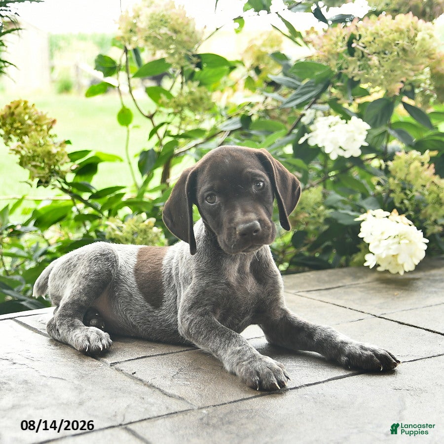 German Shorthaired Pointer dogs Daisy  - Ad 2