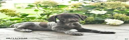 German Shorthaired Pointer dogs for sale: Daisy  - Ad 2