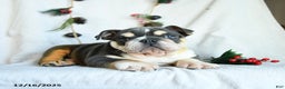 English Bulldog dogs for sale: Jolly - Ad 3