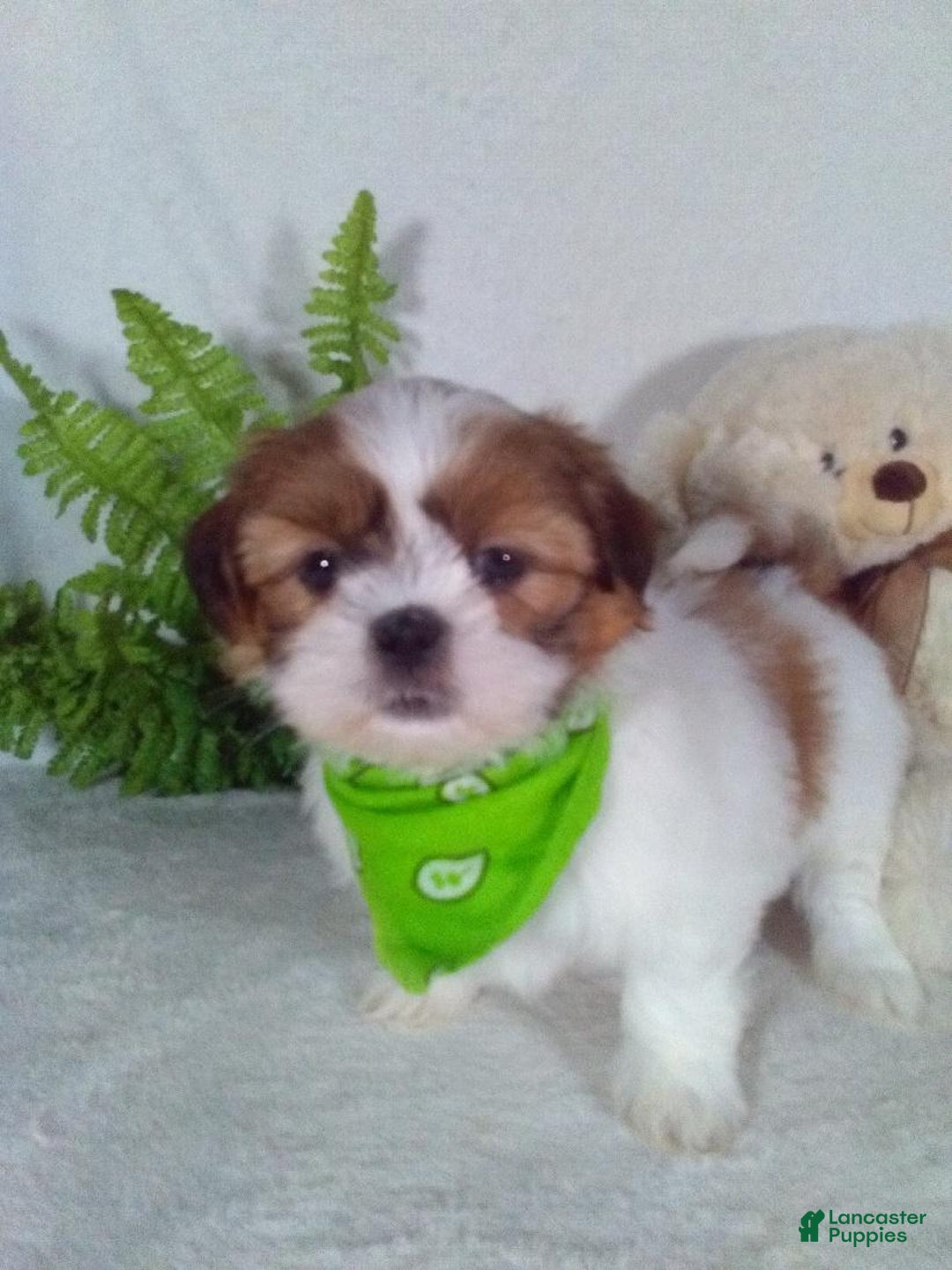 Shih Tzu dogs for sale: Carlos - Ad 4