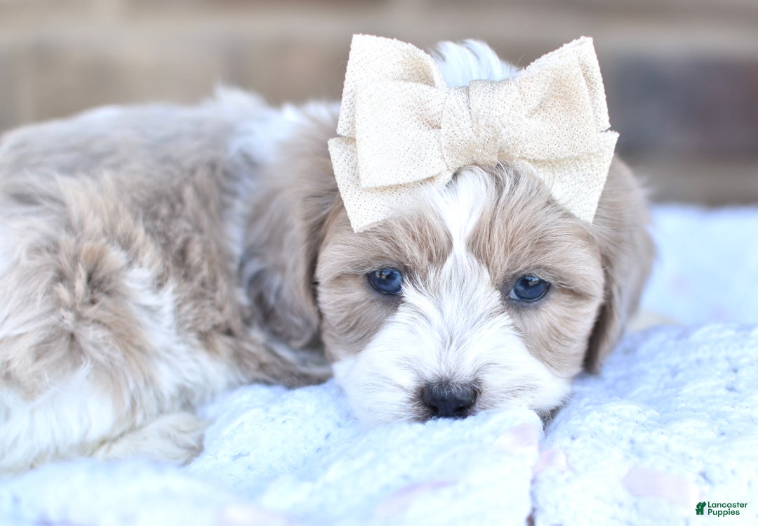 Mixed Breed dogs for sale: Sandy - Ad 8