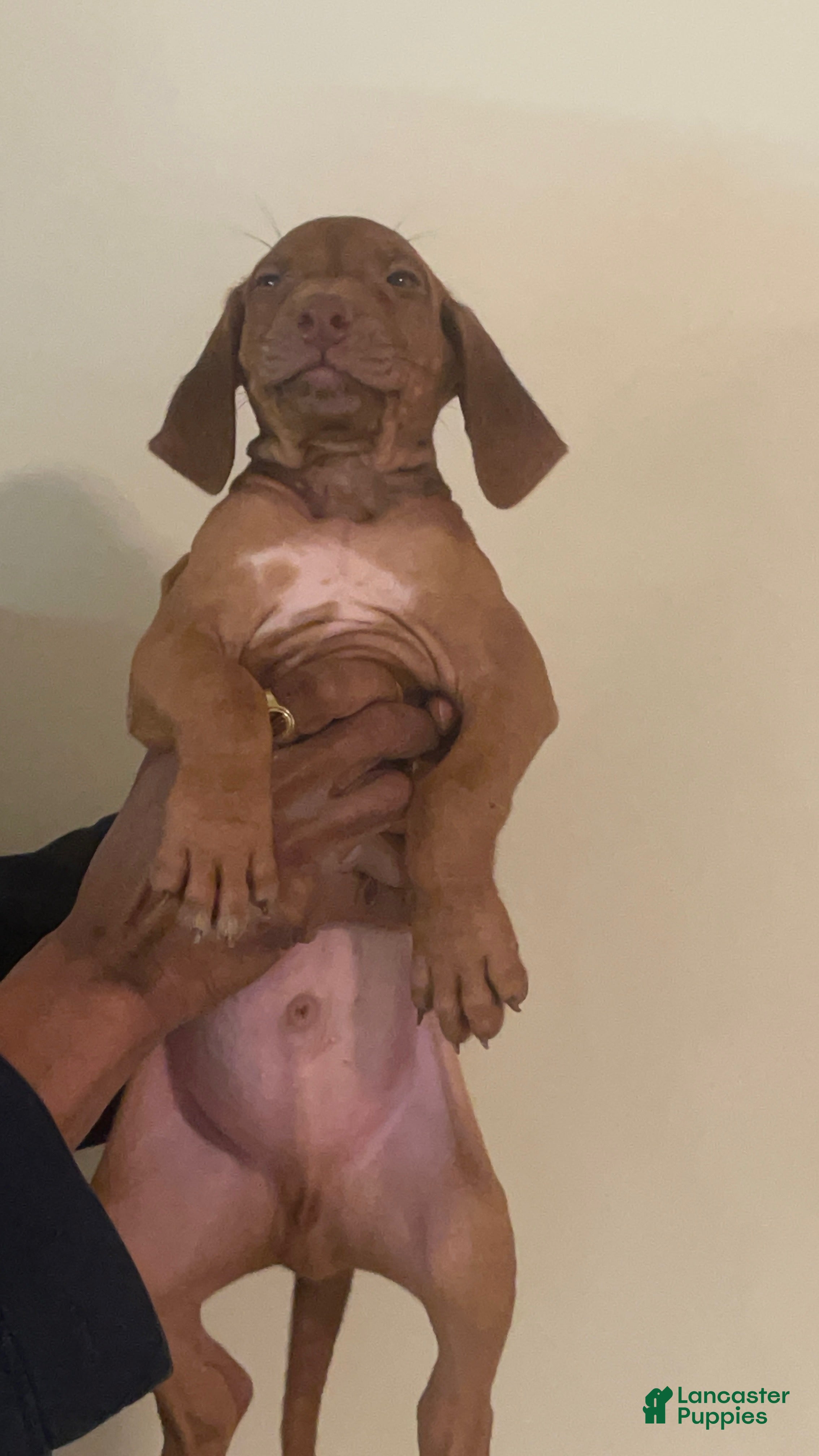 Rhodesian Ridgeback dogs Rhodesian Ridgeback Boy - Ad 3