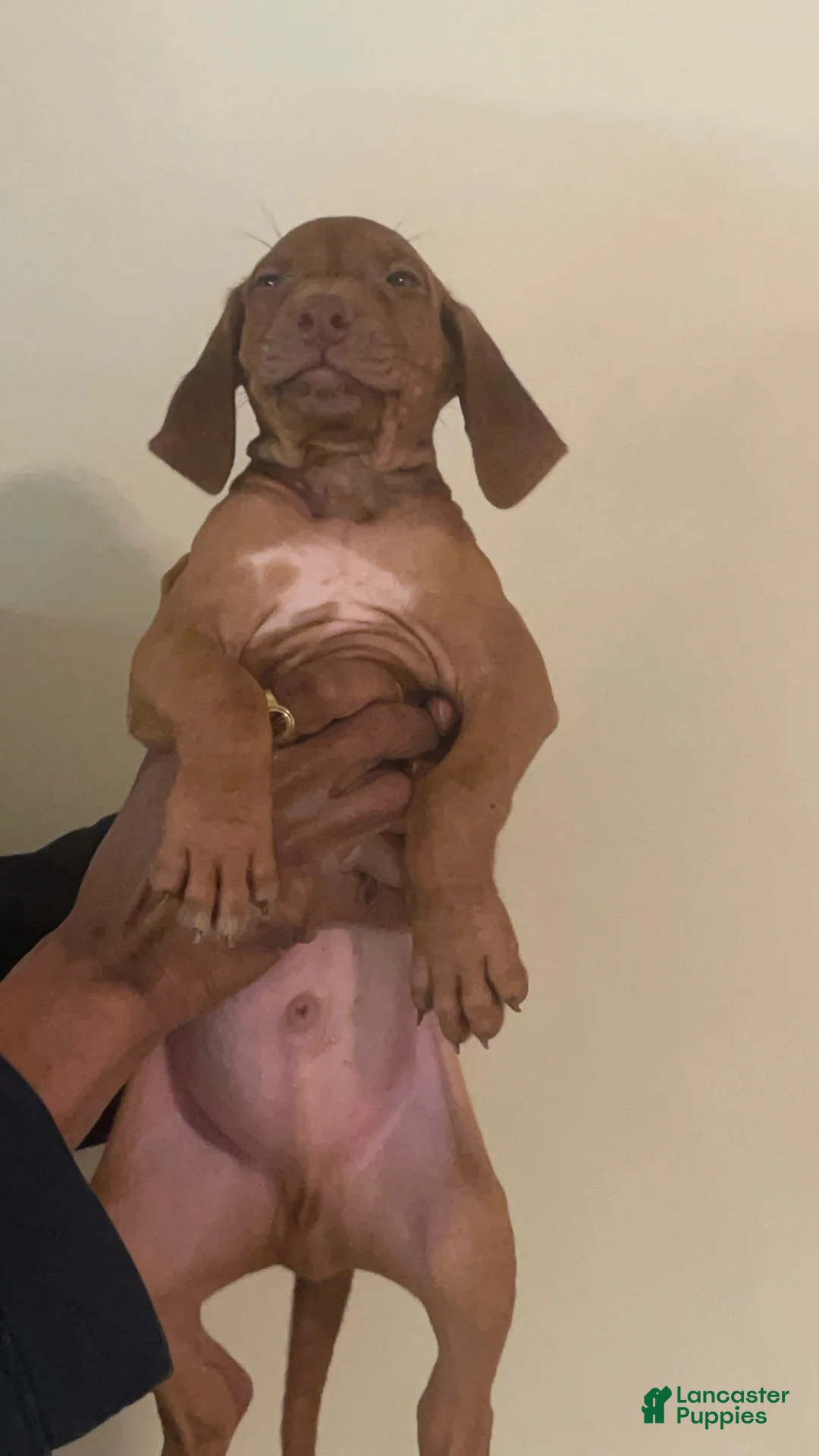 Rhodesian Ridgeback dogs for sale: Rhodesian Ridgeback Boy - Ad 1
