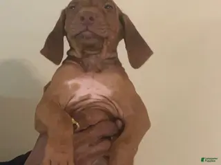 Rhodesian Ridgeback dogs Rhodesian Ridgeback Boy - Ad 3