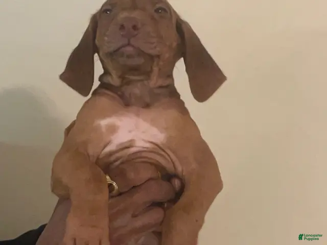 Rhodesian Ridgeback dogs for sale: Rhodesian Ridgeback Boy - Ad 4