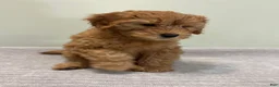 Mini Goldendoodle dogs for sale: Whiskey - Ad 7