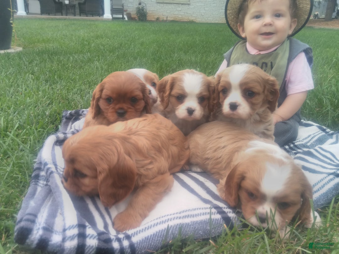 Cavalier King Charles Spaniel dogs for sale: Max - Ad 8