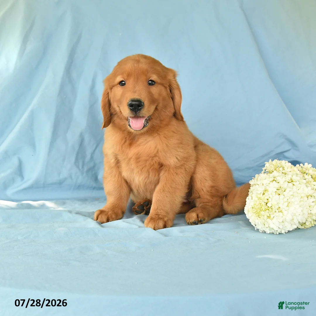 Golden Retriever dogs for sale: Moriah - Ad 1