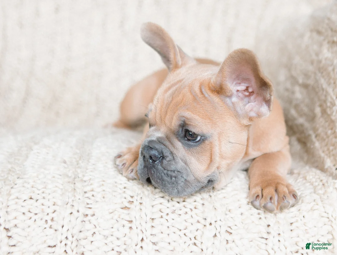 French Bulldog dogs for sale: Pauly AKC - Ad 1