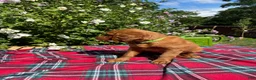 Mixed Breed dogs for sale: Lily - Irish Goldendoodle - Ad 11