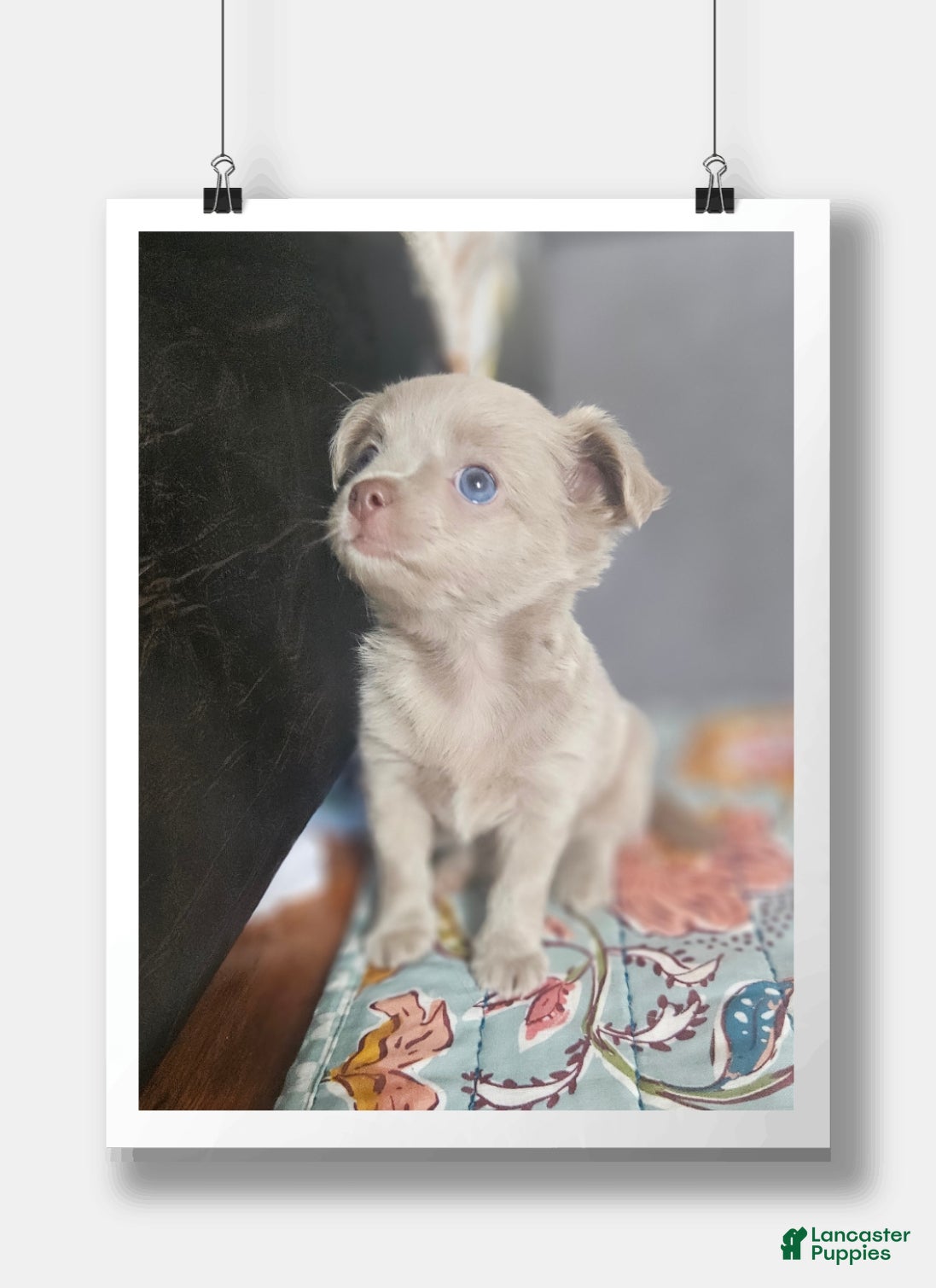 Chihuahua dogs AKC Fluffy lilac boy - Ad 2