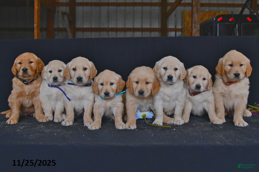 Golden Retriever dogs for sale: Reese - Ad 5
