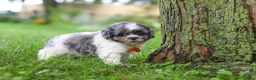 Shihpoo dogs for sale: Biscuit - Ad 6