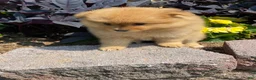 Pomeranian dogs for sale: Pomeranian 5 - Ad 5