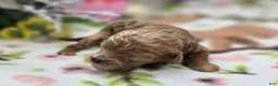 Cockapoo dogs for sale: Girdle - Ad 5