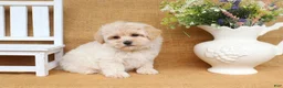 Maltipoo dogs for sale: Gwen - Ad 4