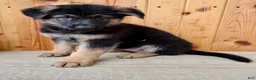 German Shepherd dogs for sale: Pattie - Ad 5