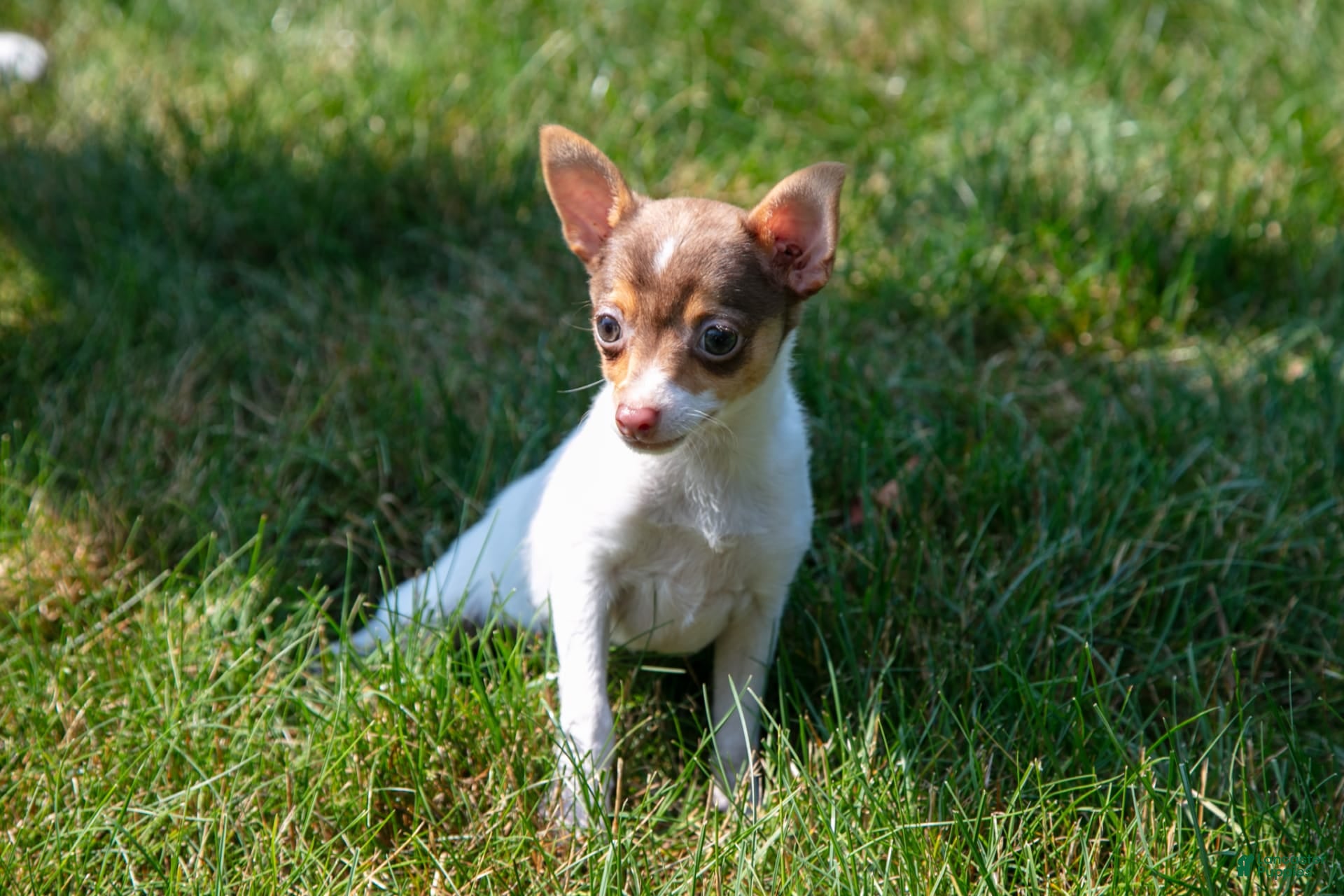 Toy Fox Terrier Corten Steel Outdoor Silhouette – 3 Red Rovers, image size:1920x1280