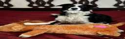 Border Collie dogs for sale: Sage - Ad 7