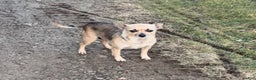 Chihuahua dogs for sale: Chihuahua Puppy 1 - Ad 5