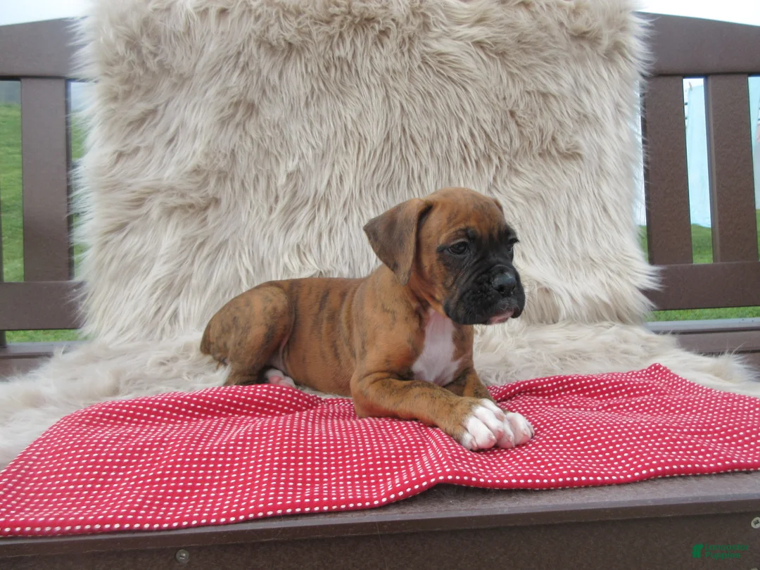 Boxer dogs for sale: Willow - Ad 2