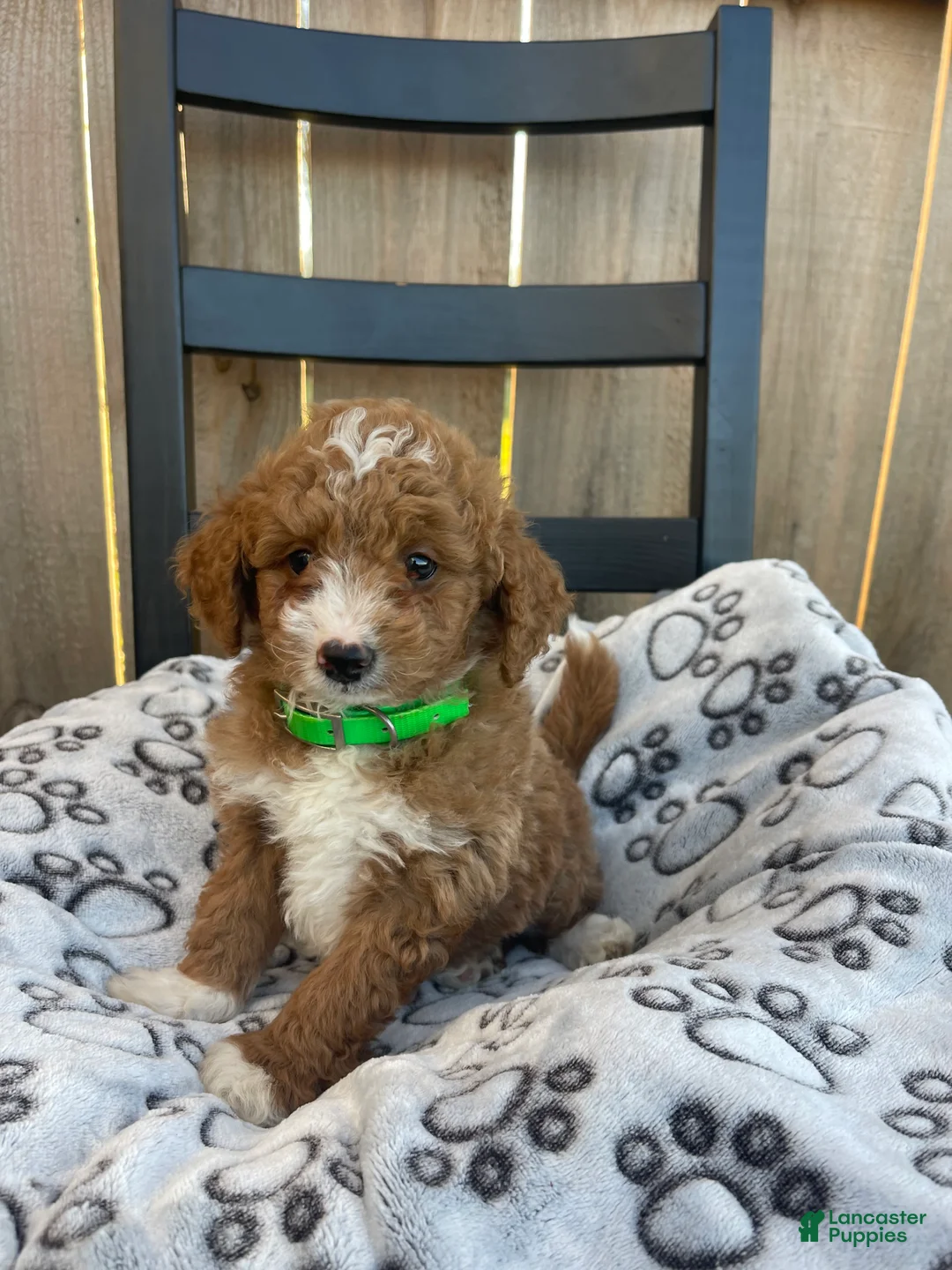 Mini Goldendoodle dogs for sale: Bryan (mini goldendoodle) - Ad 1