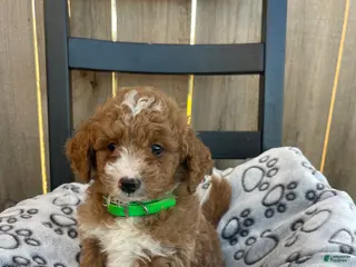 Mini Goldendoodle dogs Bryan (mini goldendoodle) - Ad 3