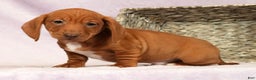 Miniature Dachshund dogs for sale: Seth - Ad 4