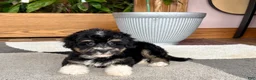 Havapoo dogs for sale: Havapoo boy 3  - Ad 2