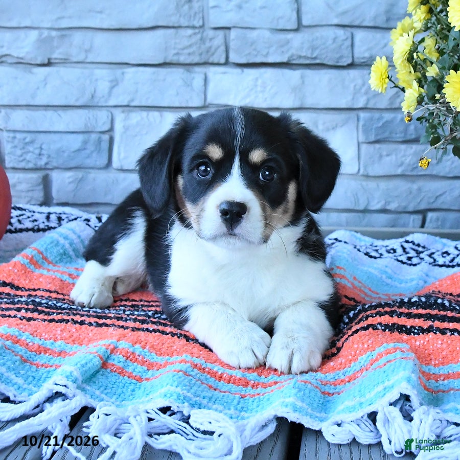 Mixed Breed dogs for sale: Scout - Ad 2