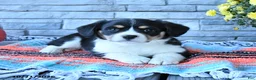 Mixed Breed dogs for sale: Scout - Ad 2