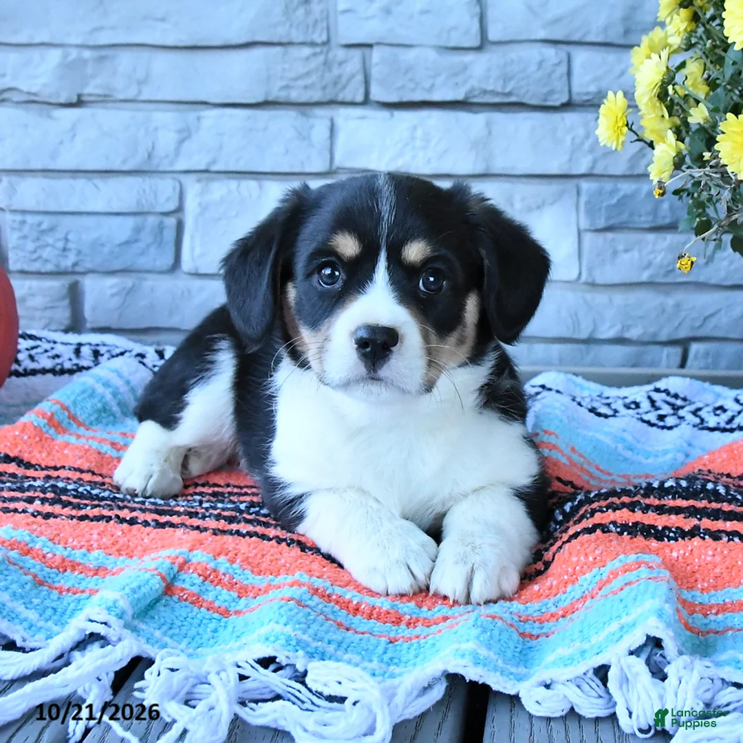 Mixed Breed dogs for sale: Scout - Ad 2