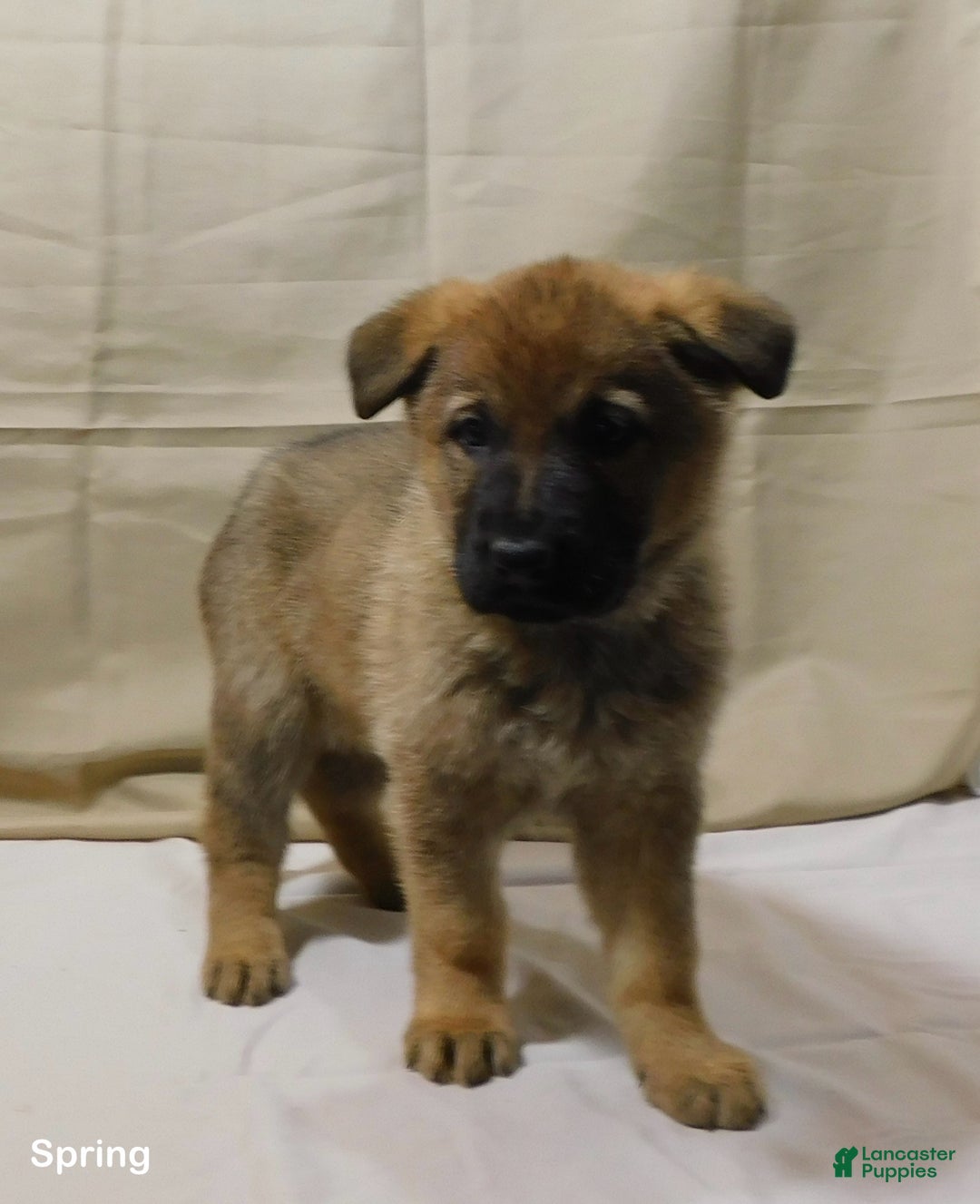 German Shepherd dogs for sale: Spring - Ad 4