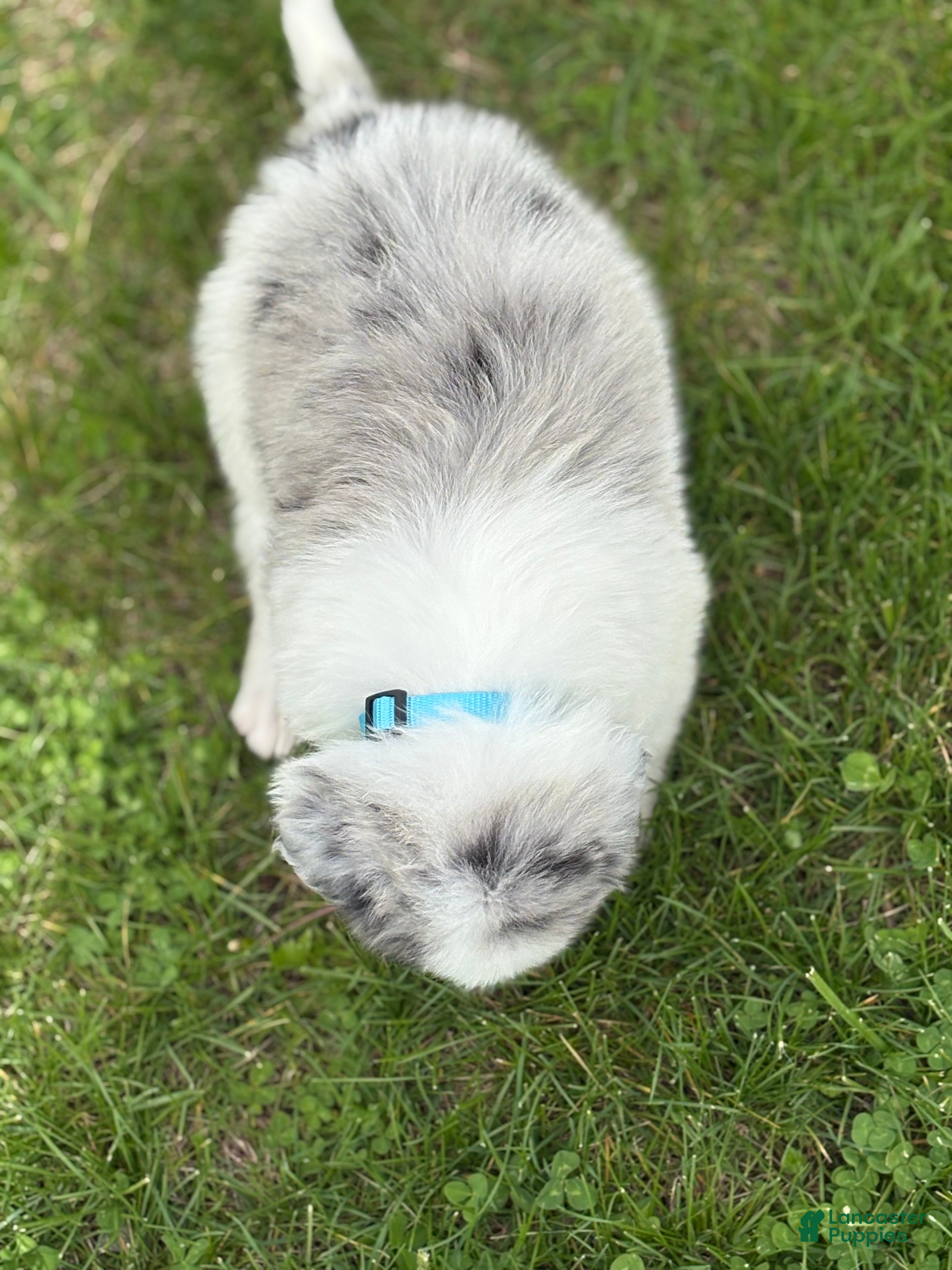 Border Collie dogs Leo - Ad 2