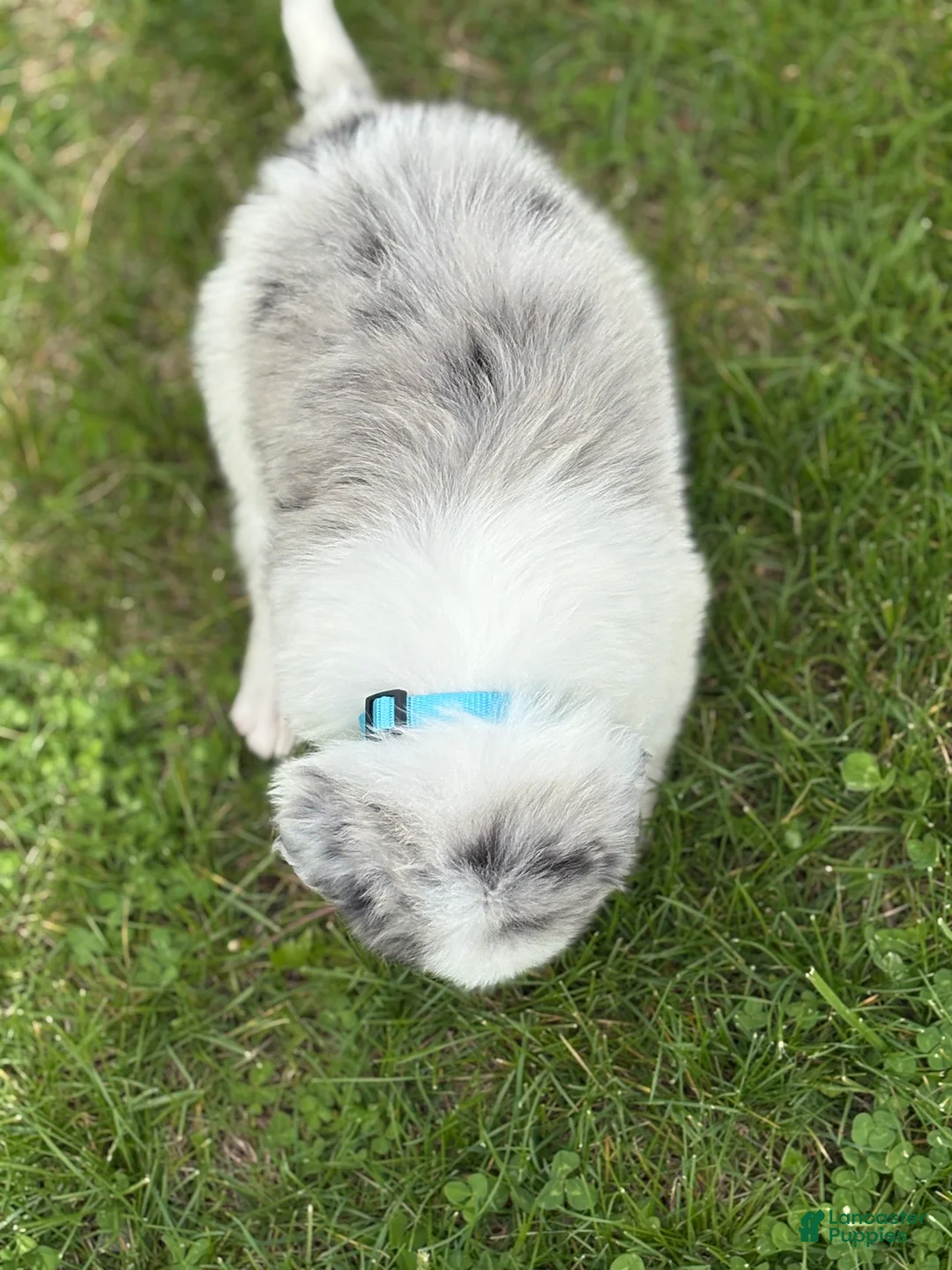 Border Collie dogs for sale: Leo - Ad 2