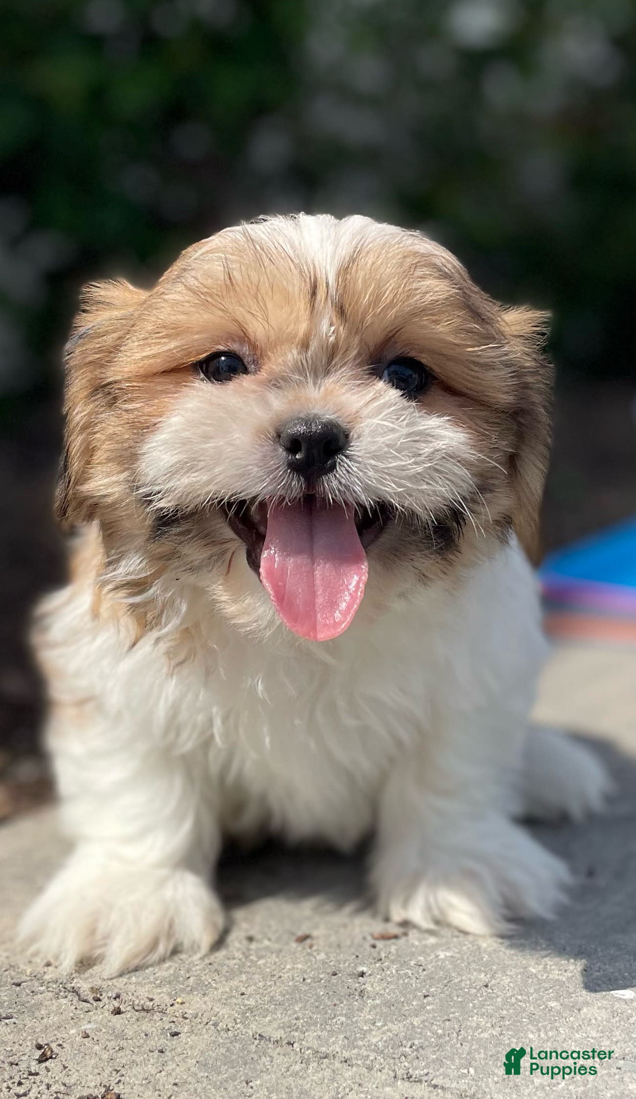 Shih Tzu dogs Snoopy - Ad 19