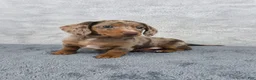 Miniature Dachshund dogs for sale: Hazel  - Ad 8