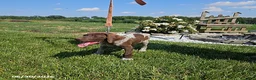 German Shorthaired Pointer dogs for sale: Scout - Ad 3