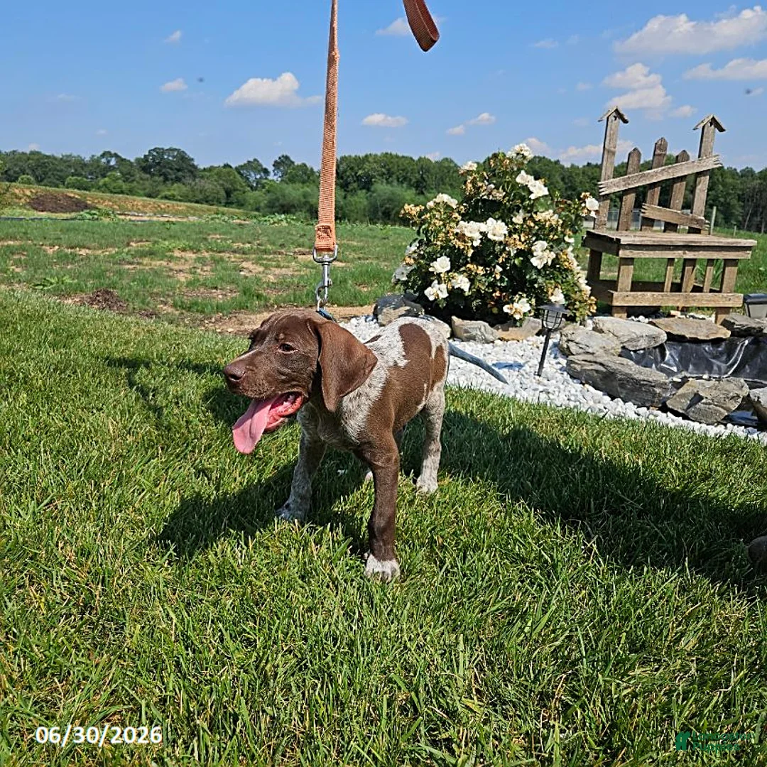 German Shorthaired Pointer dogs for sale: Scout - Ad 3