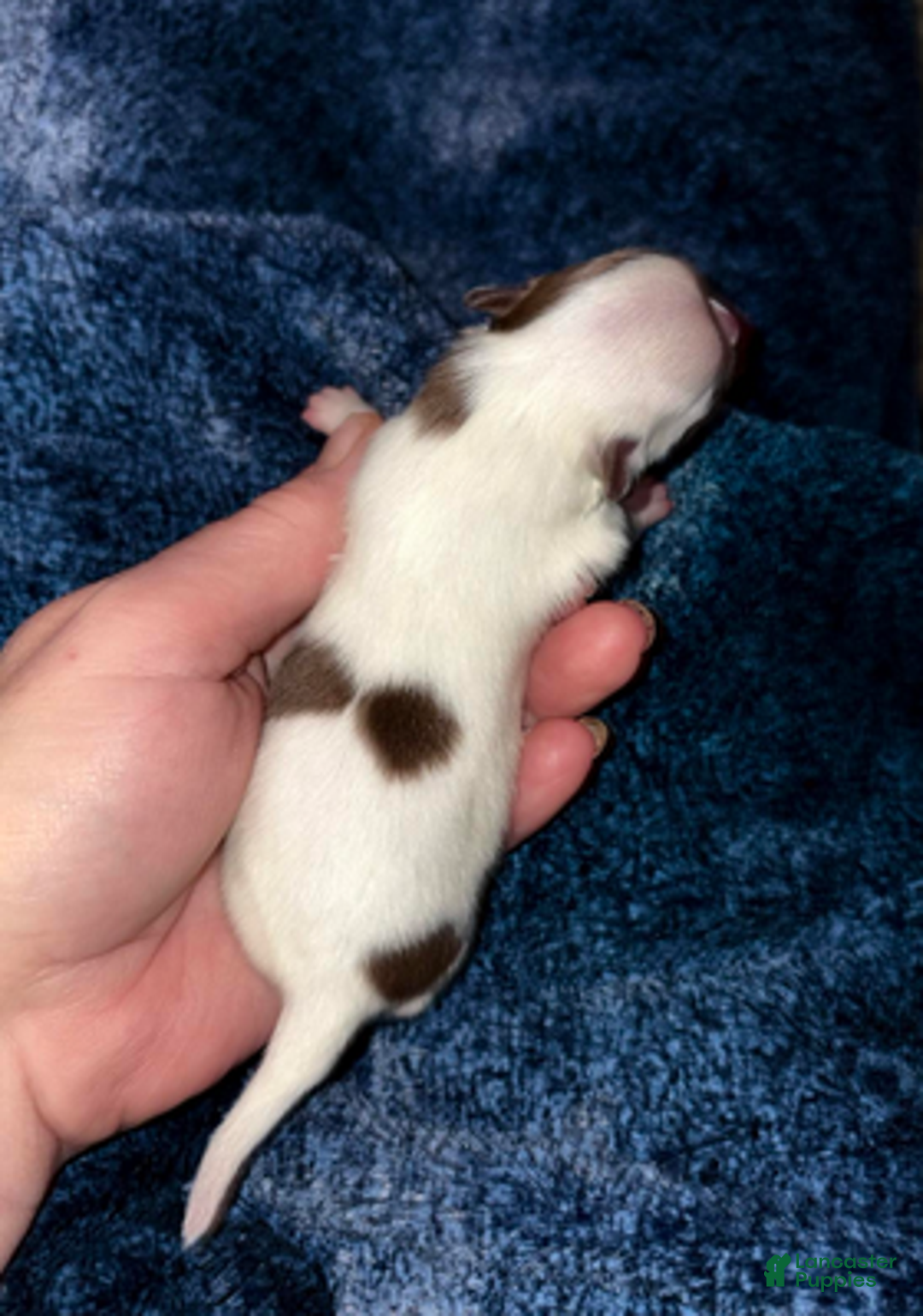 Pomeranian dogs for sale: Nash - Ad 5