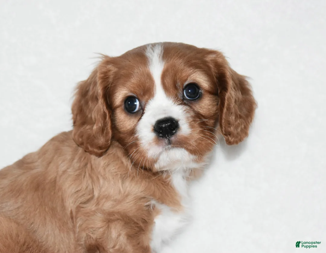 Cavalier King Charles Spaniel dogs for sale: Remy  - Ad 2
