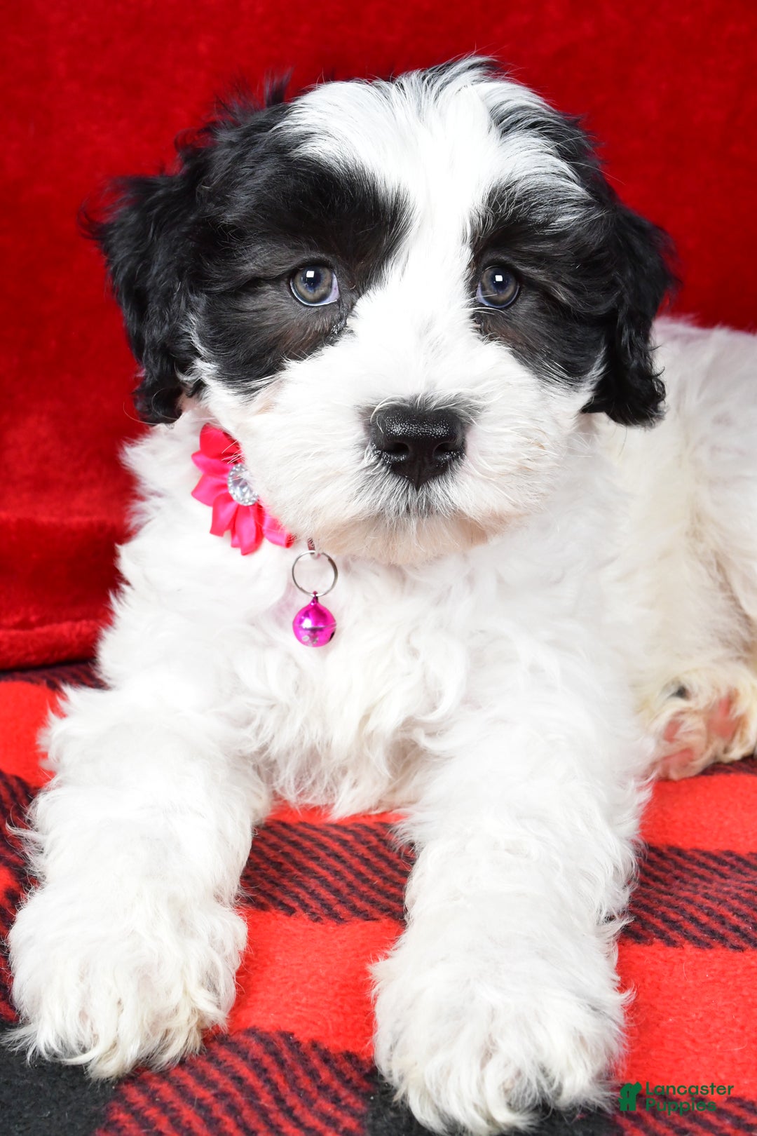 Newfypoo dogs for sale: Hailey f one b - Ad 3