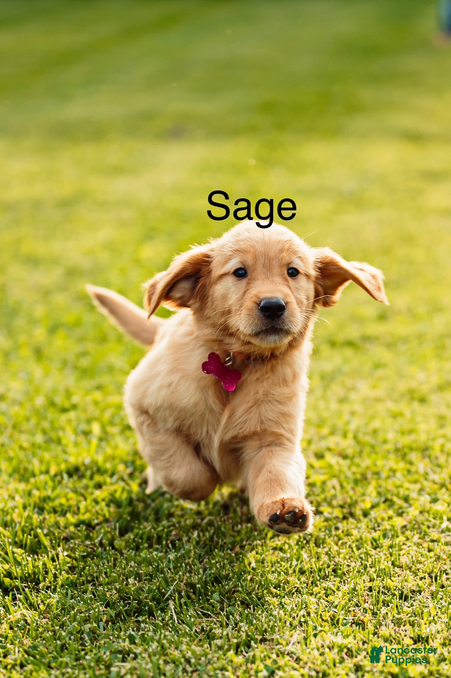 Golden Retriever dogs Sage  - Ad 1