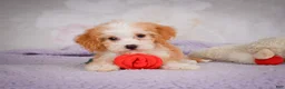 Mini Bernedoodle dogs for sale: Mandy - Ad 7