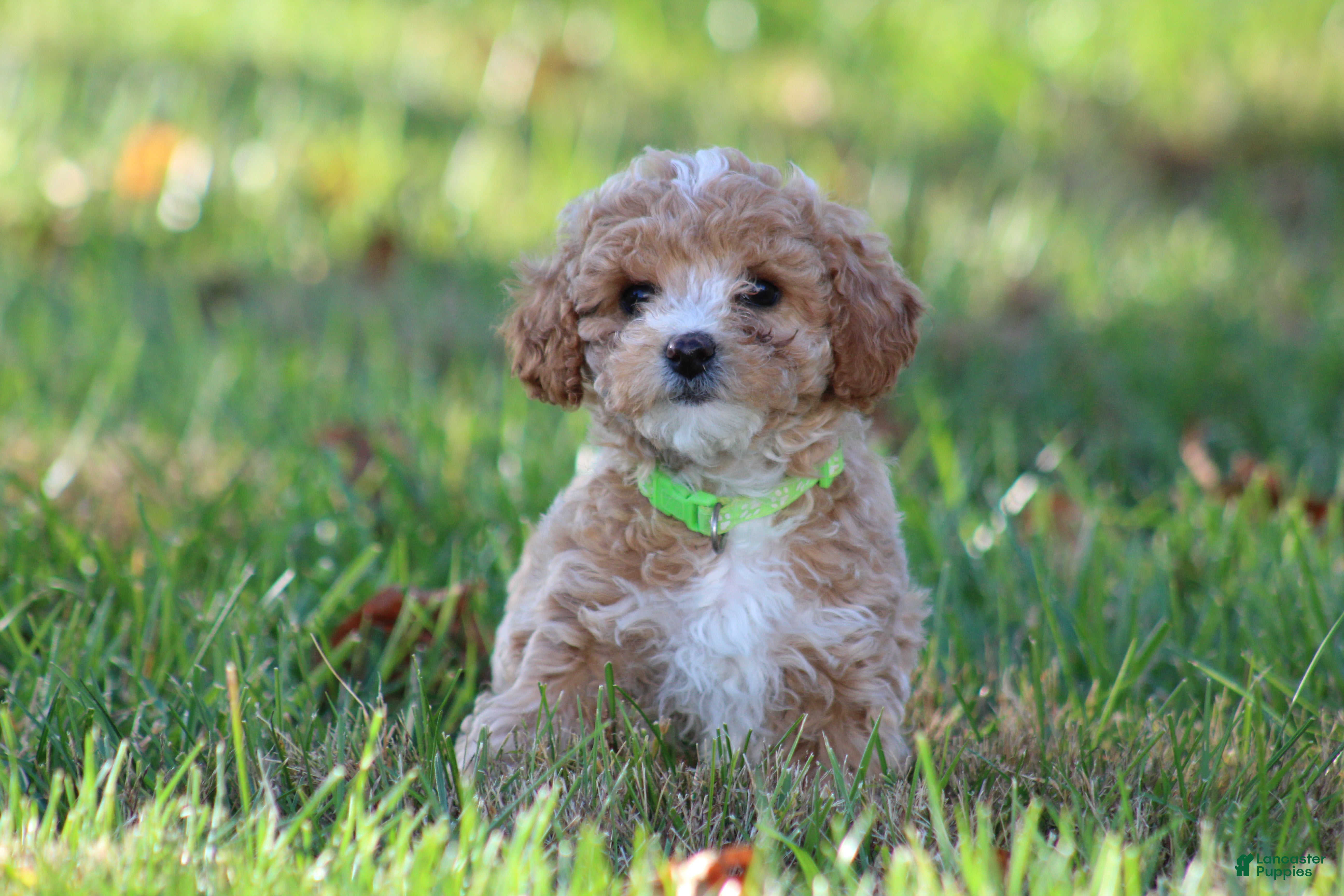 Bichpoo dogs for sale: Addie - Ad 2