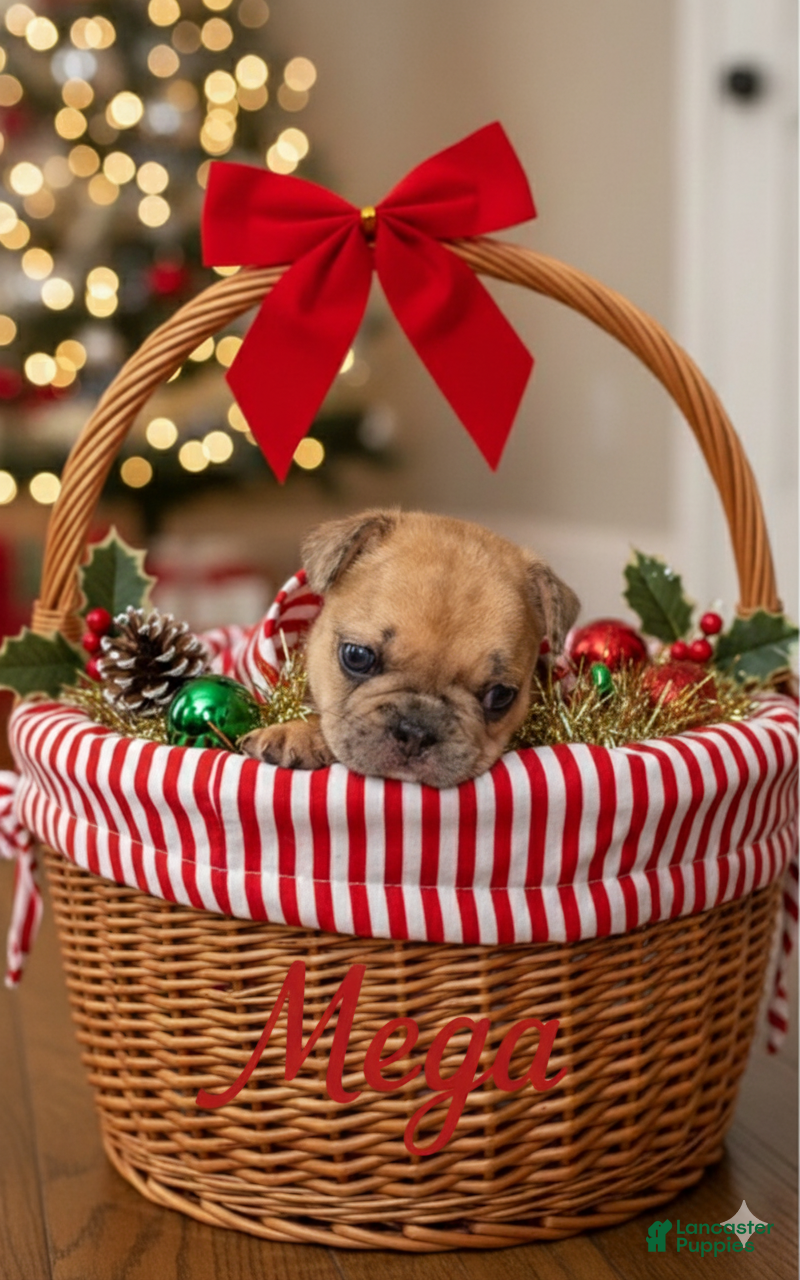 French Bulldog dogs French Bulldog Puppy 2 - Ad 18